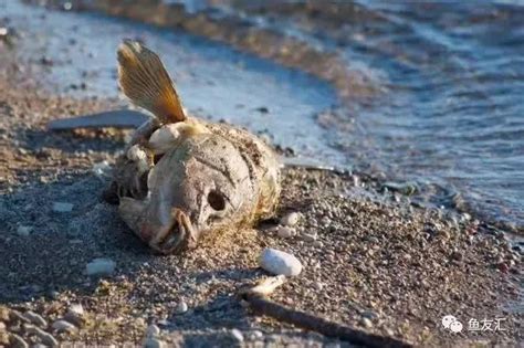 魚死了怎麼辦|死了魚怎麼處理遺體，魚死了怎麼辦